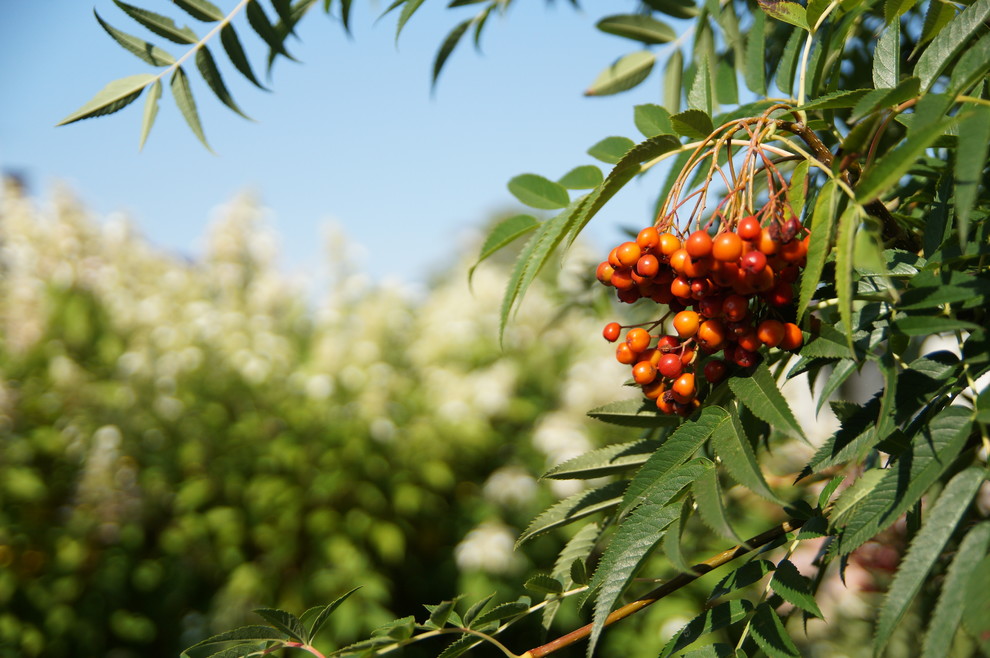 Гортензии много не бывает.
