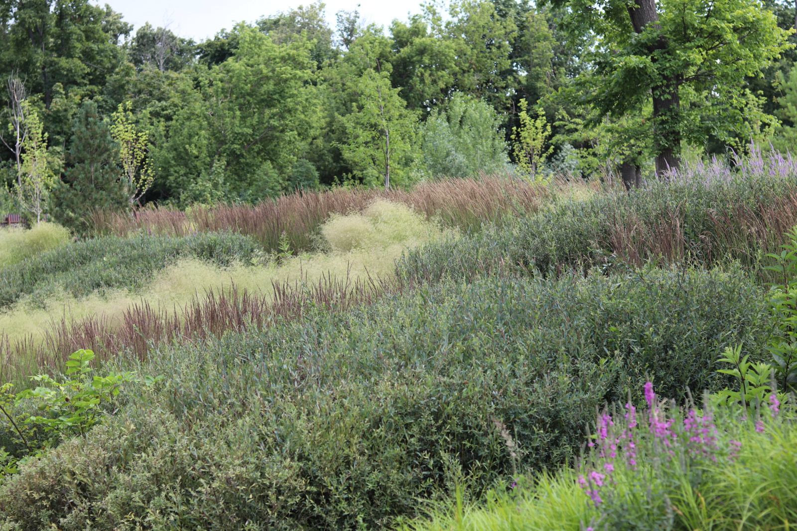 WB Берег пруда (май,июнь)