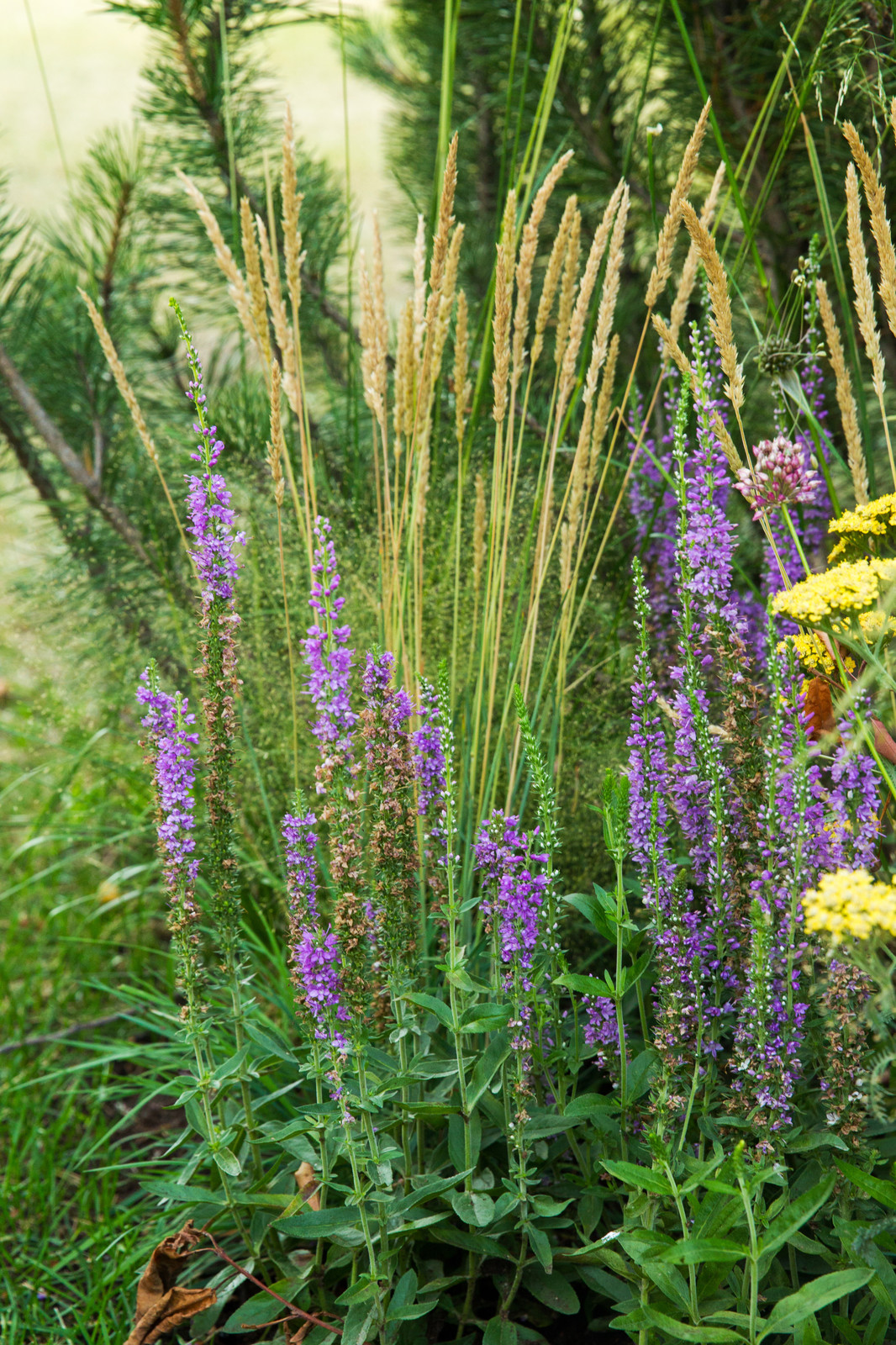 Сад   James Alexander-Sinclair  на Moscow Flower Show 2018  (вне  конкрса)