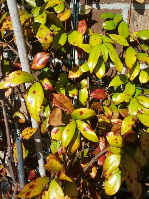 Confederate Jasmine Fungus?