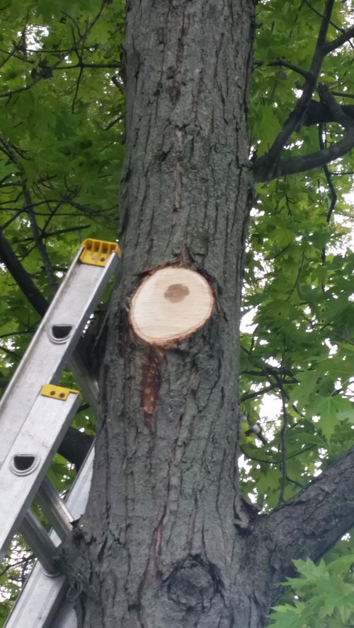 Interior rot on Maple Trees