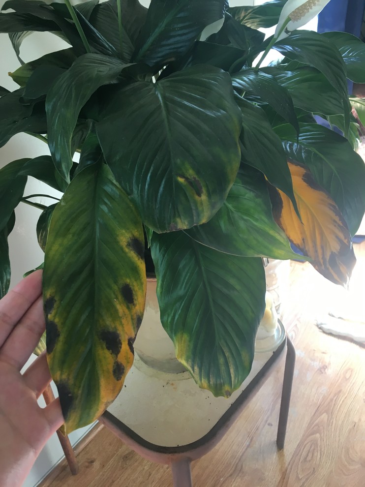 Black Spots on Peace Lily Leaves