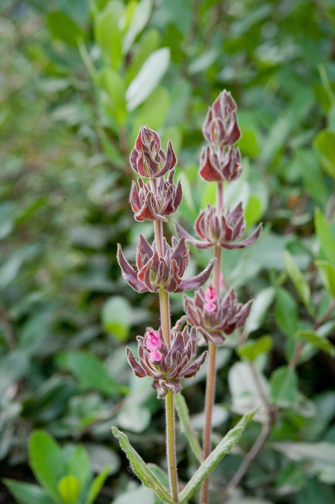 This is an example of a transitional drought-tolerant and full sun landscaping in Los Angeles for spring.