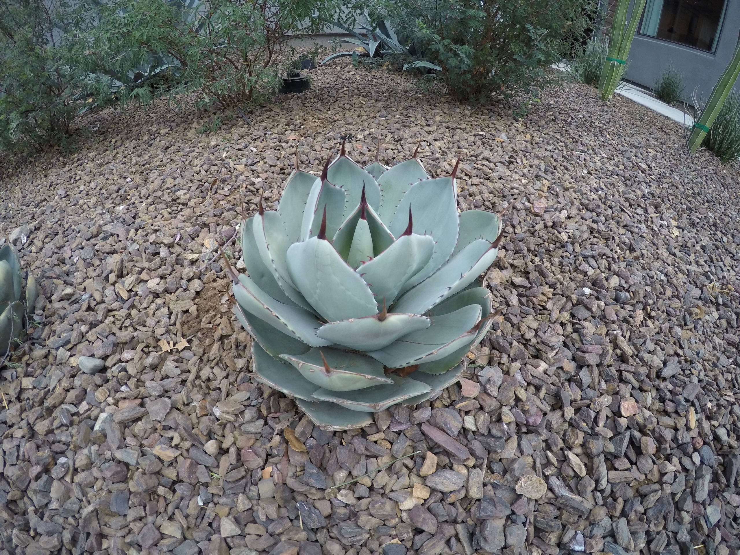 Agave parryi - Parry's Agave