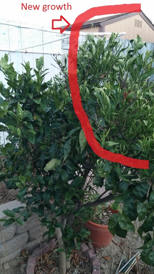 Need help identifying whats wrong with my orange tree
