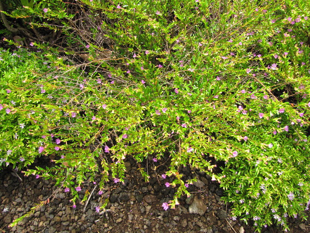 Plant This Flowering Ground Cover For Texture Color And Wildlife Plant This Flowering Ground Cover For, Is Mexican Heather A Good Ground Cover