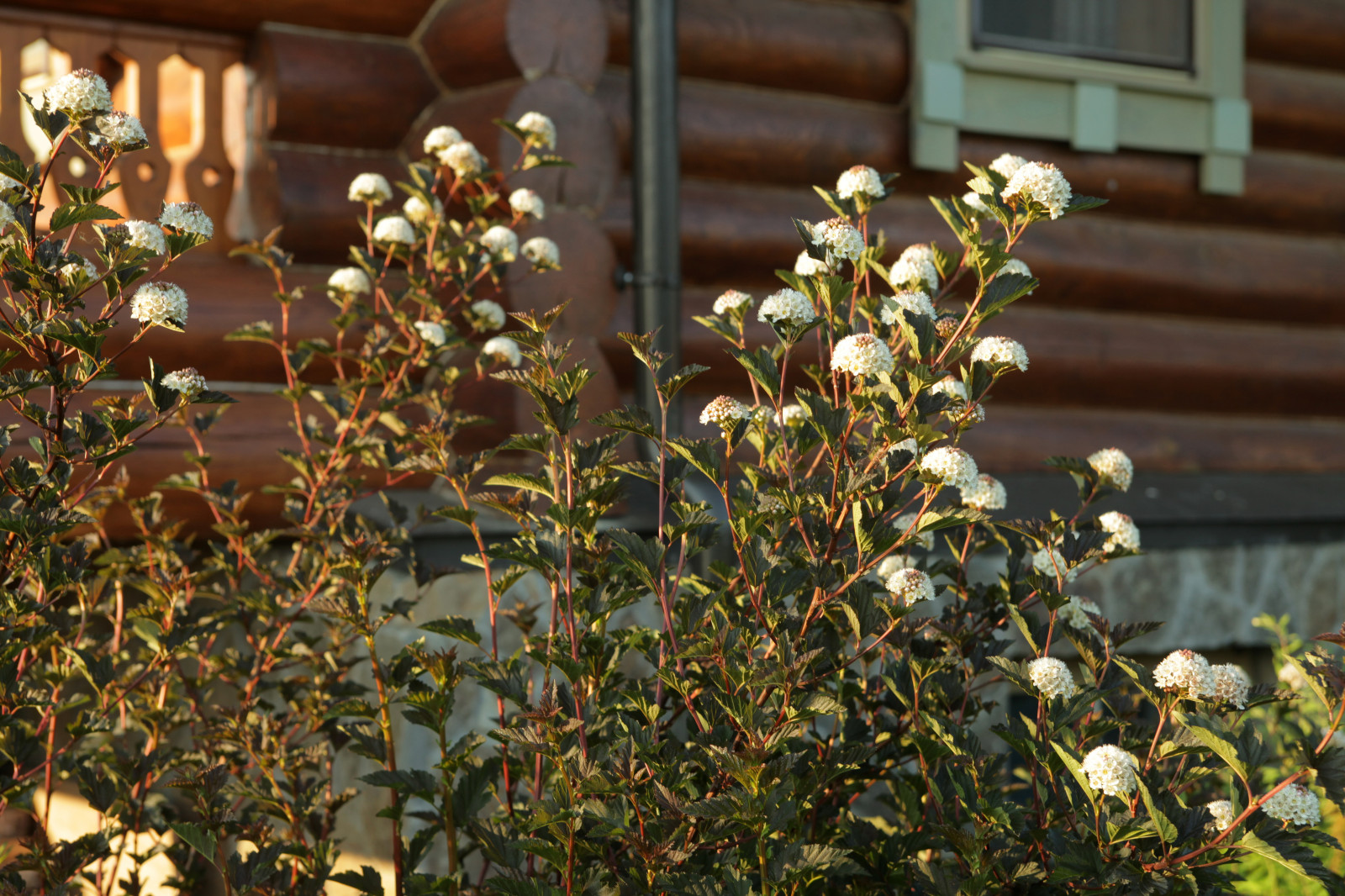 Проект "Волга"