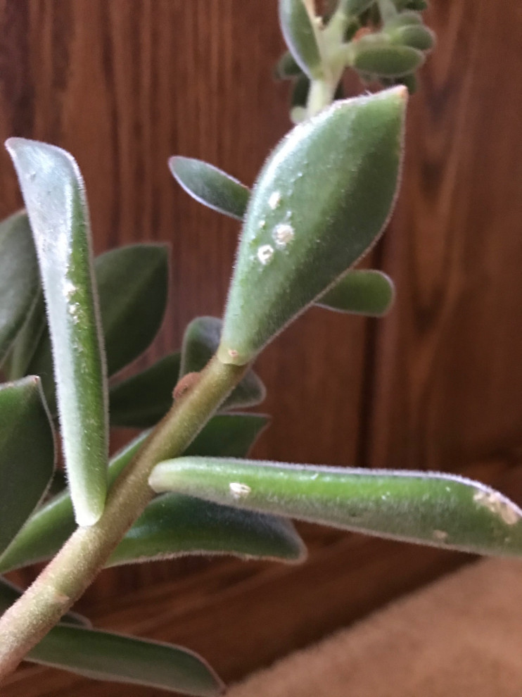 Echeveria harmsii white spots underneath leaves | Houzz Forum