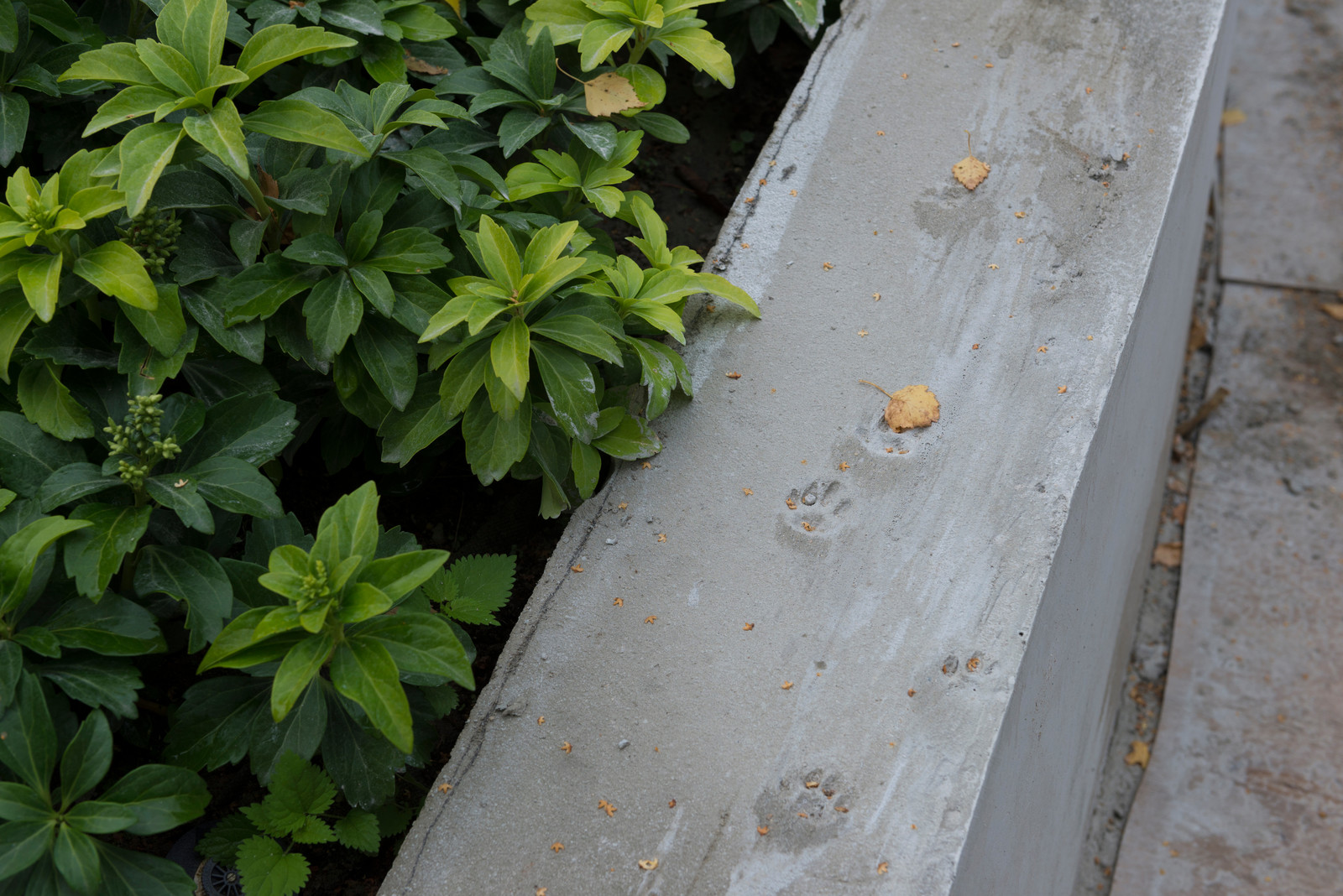 Бионический дом