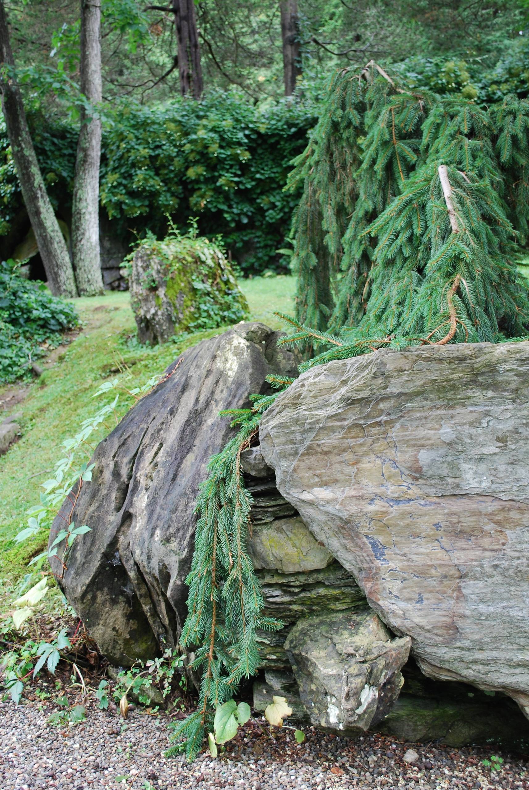 Weeping Norway Spruce and Boulder at Innisfree
