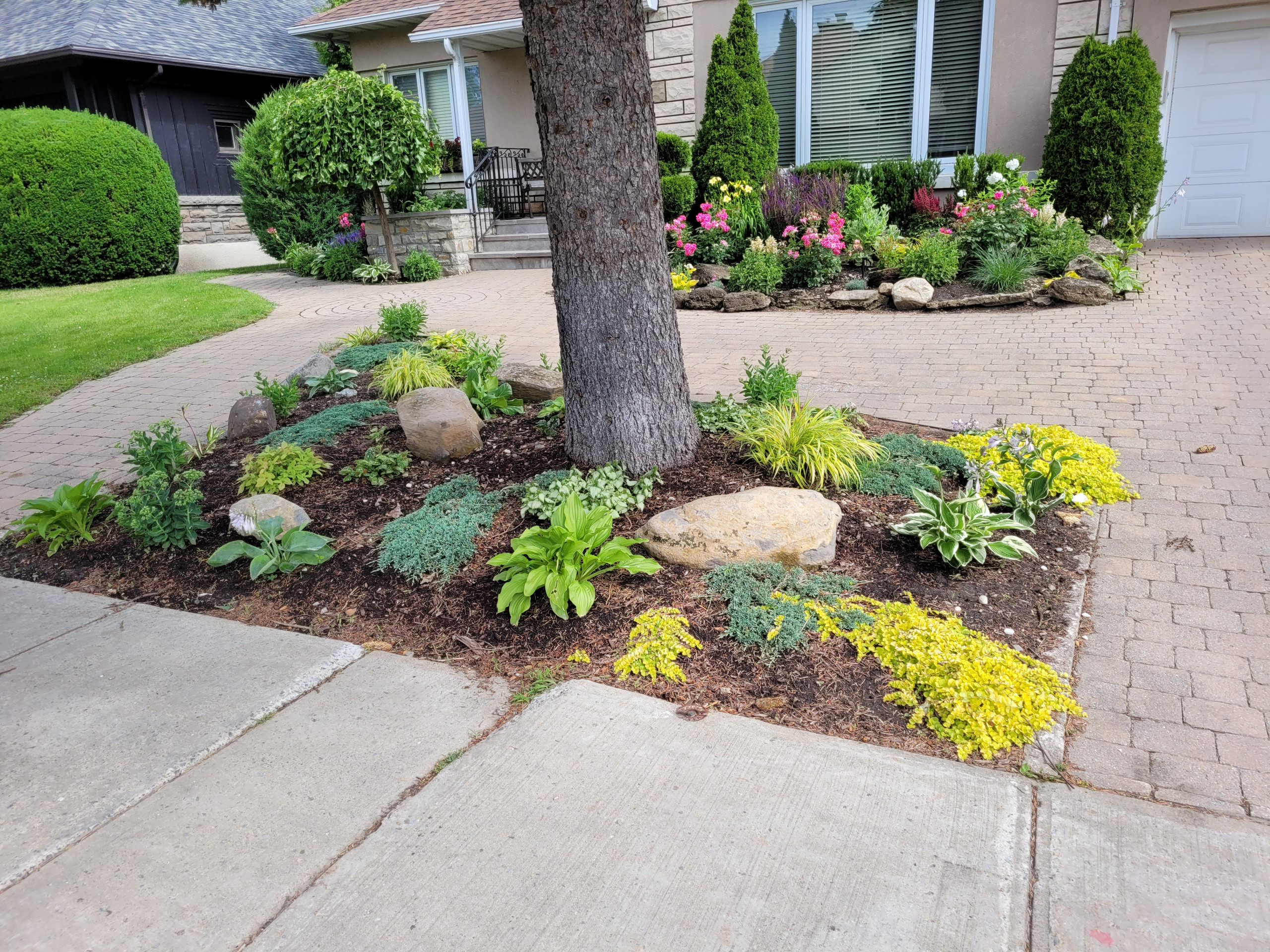 A Shade Garden Under a Tree