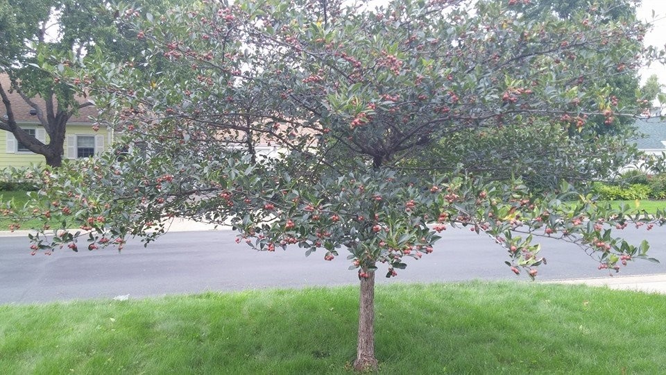 Any idea for this tree?