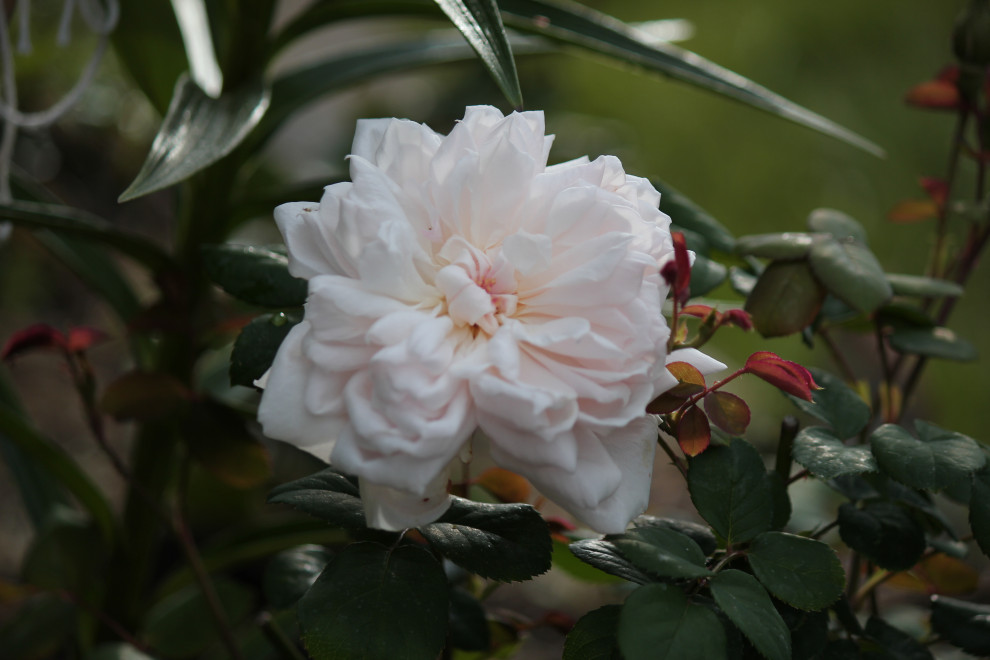 Sweet Frances from Antique Rose Emporium
