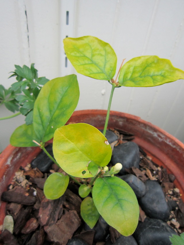 Jasmine Sambac leaves turning yellow