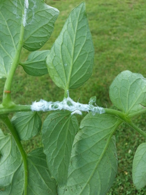 White bugs/ residue on tomatoes
