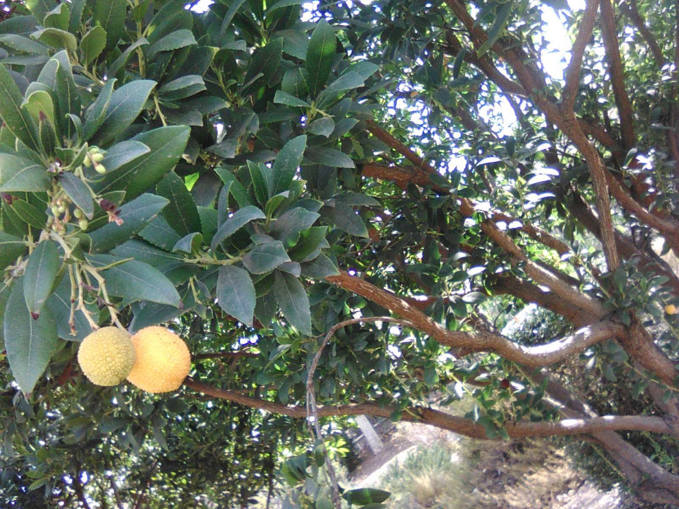 what is this fuzzy yellow, red fruit tree