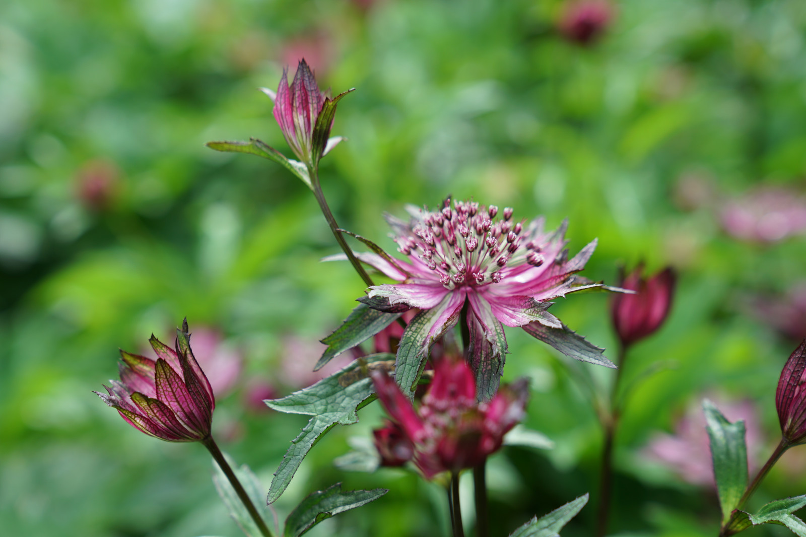 Вилла в стиле Райта. КП "Грибово" 2018 г.