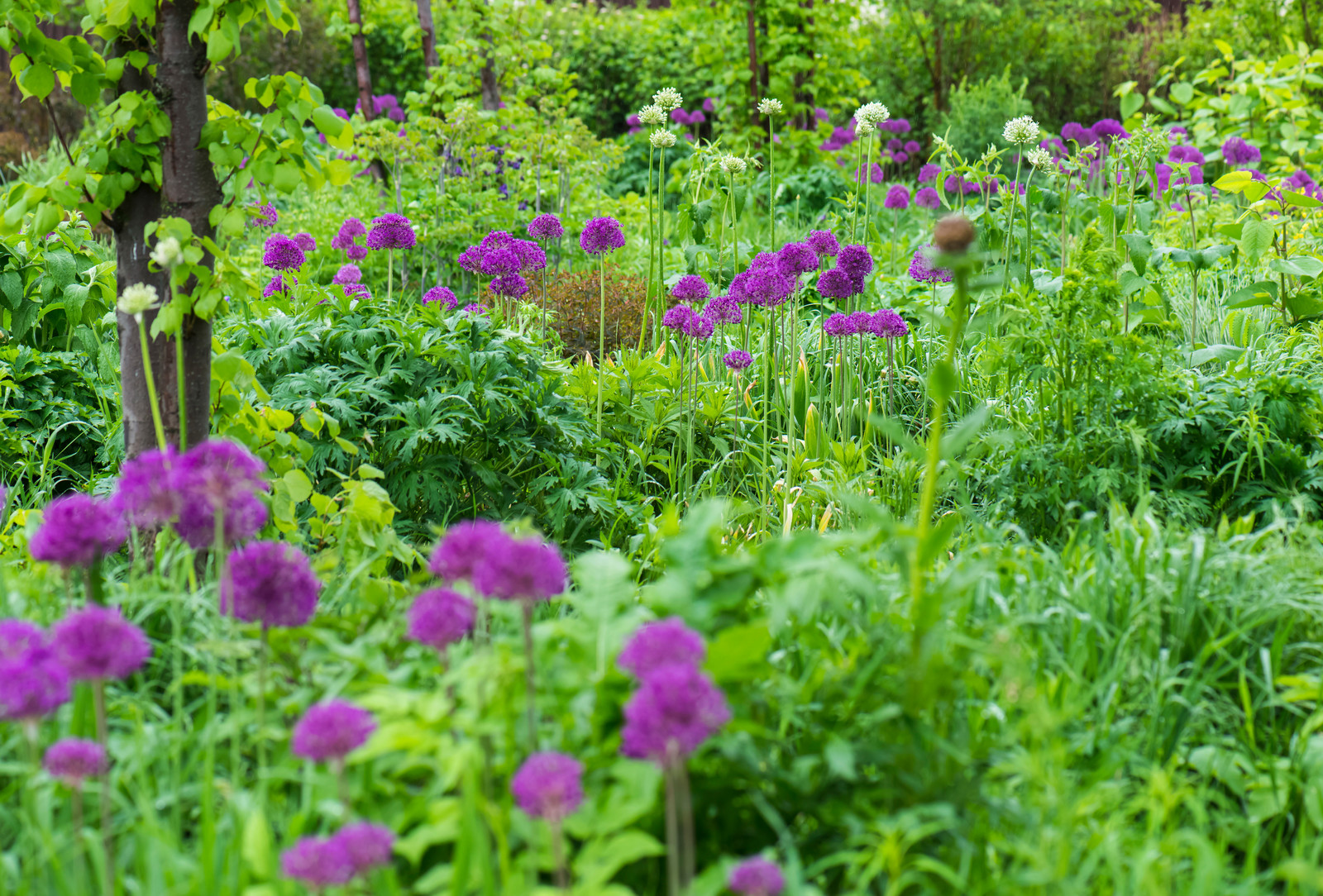 Большой сад в пригороде
