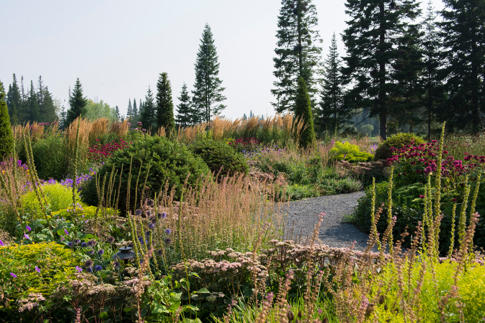 Многолетники