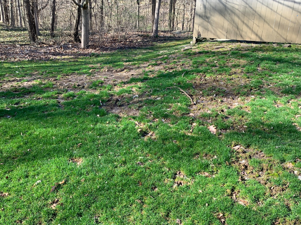 Deer damaged lawn