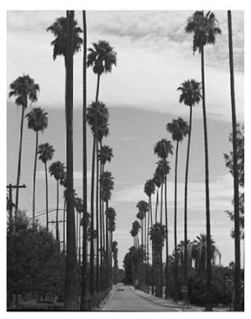 Palm Trees Victoria Ave Riverside c1910 Print, 11 x 14 Tropical