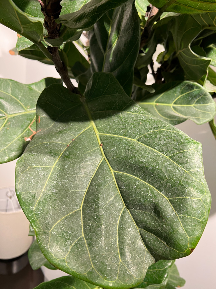 What is the best way to clean my fiddleleaf figs leaves?