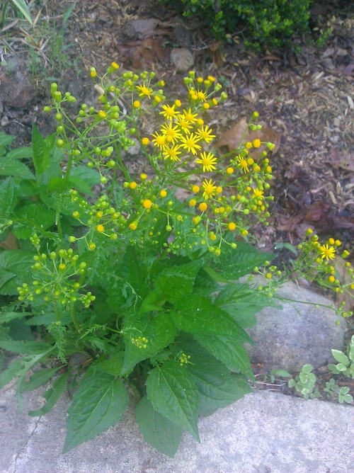 Strange Plant With Tiny Yellow Flowers