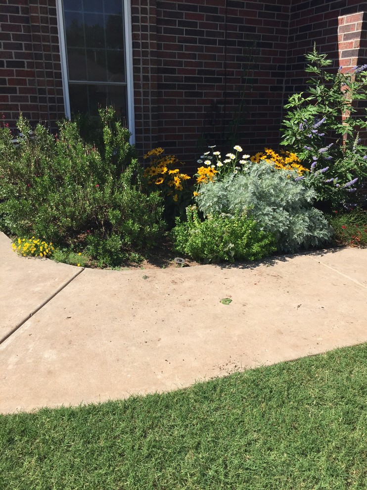 Shrub replacement ideas?