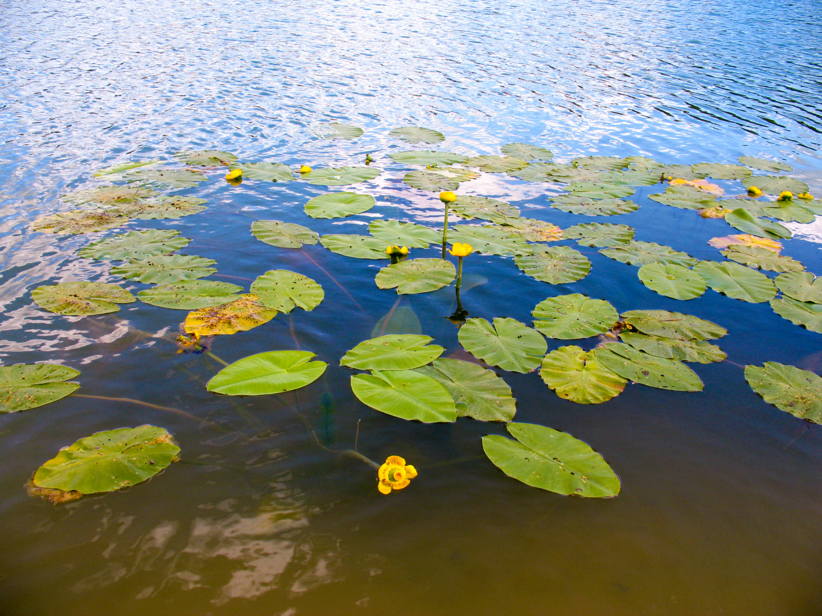 Харламово, 2010-2012 гг.