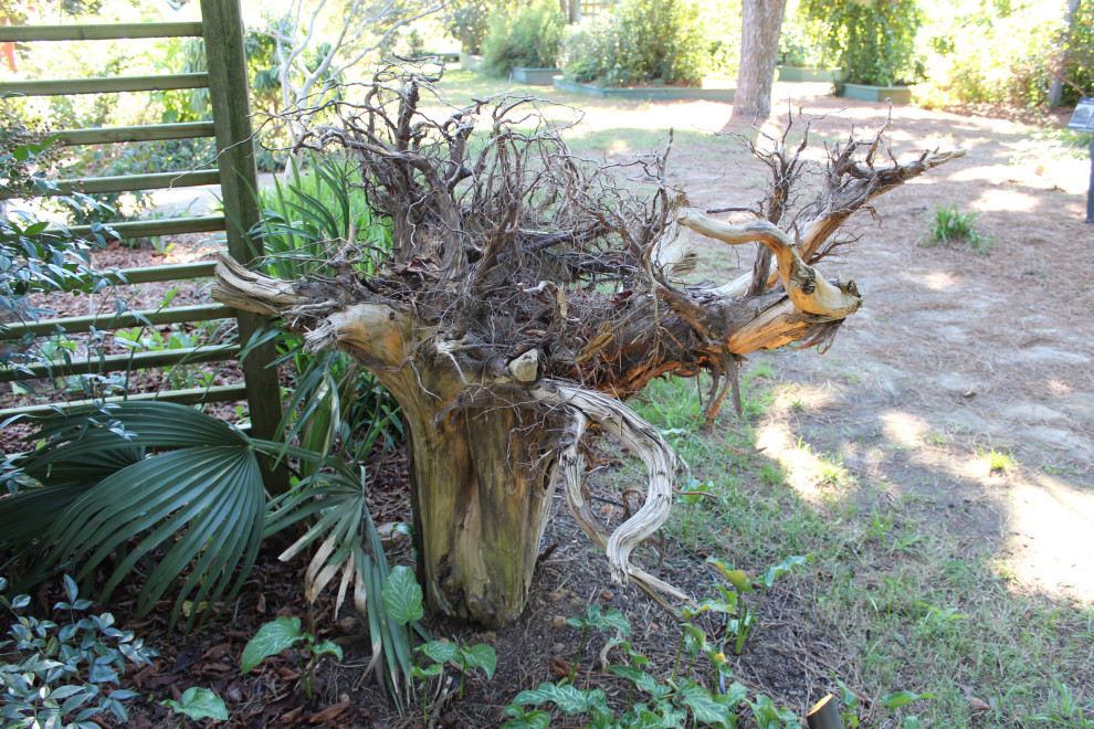 Dutremble Tree tree planting advice
