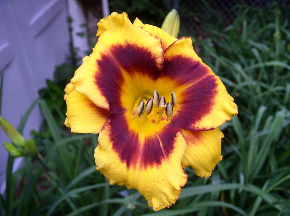 Friday blooms