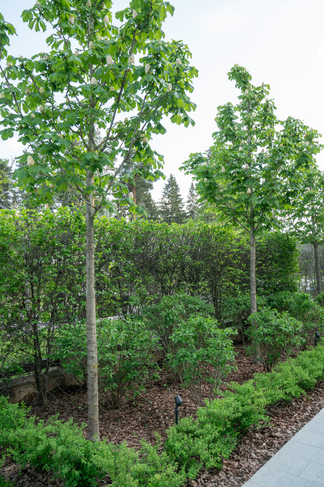 Ренессанс Парк 2022г