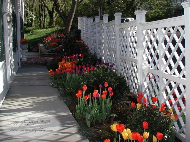 Spring Tulips and Trellis Design - Traditional - Landscape 