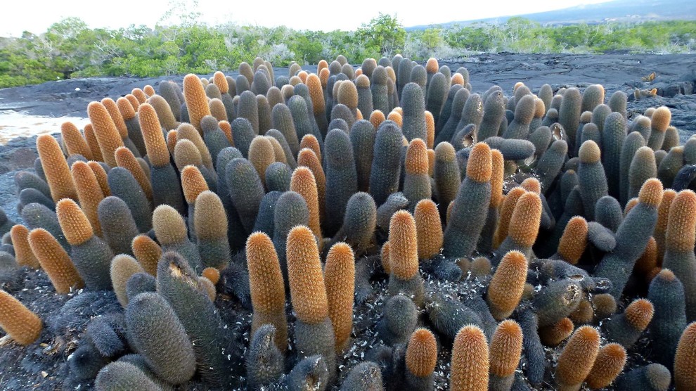One of the rarest cactus on earth | Houzz Forum