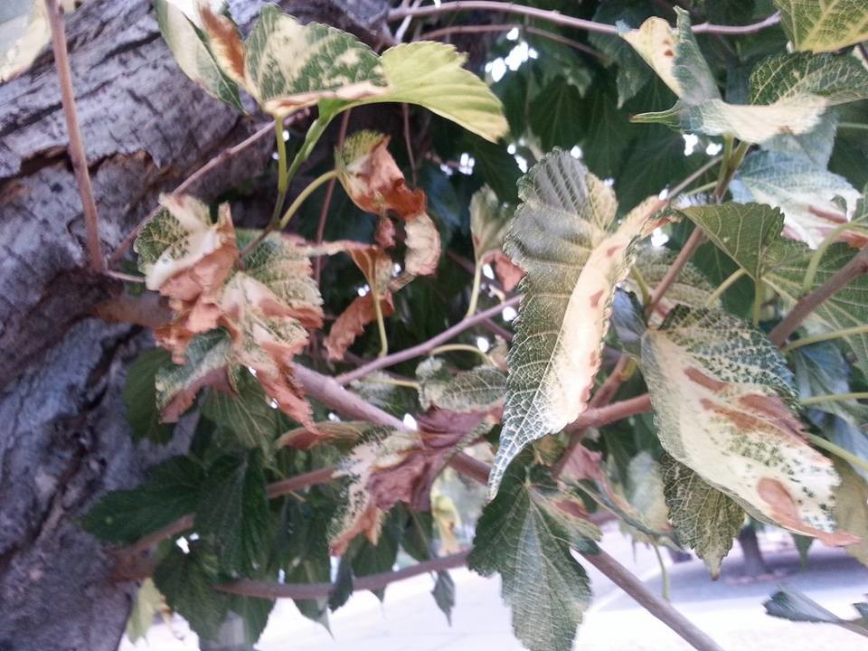 Dying Mulberry Tree ? Help!