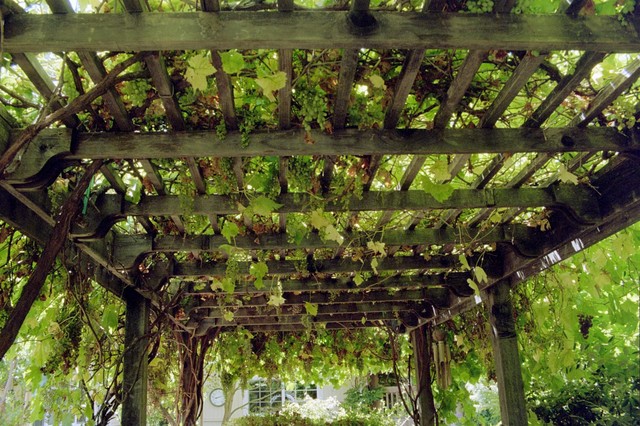 Pergolas en jardines: la cubierta perfecta