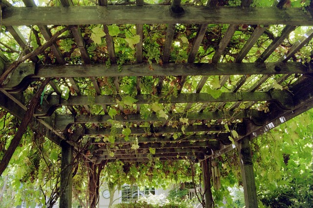 Grape Arbor - Overhead traditional-garden