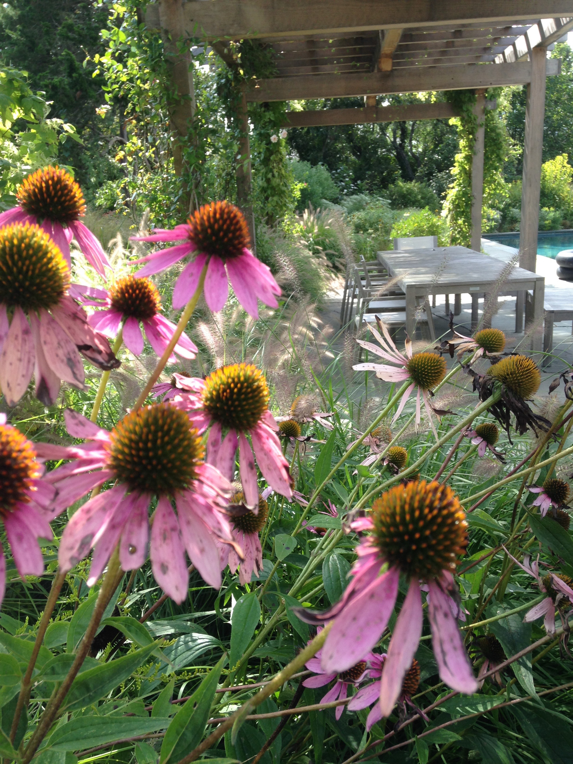 East Hampton, NY - Revegetation Design and Installation