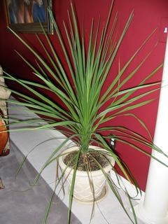 What Is This Spiky Houseplant And Why Are The Tips Turning Brown