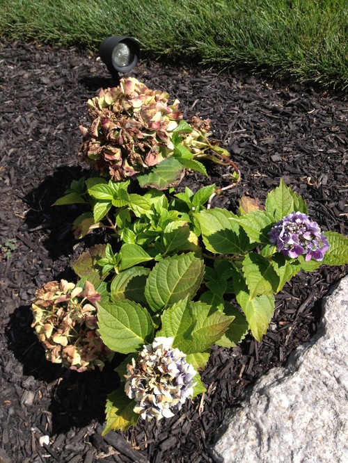 My Hydrangea flowers are turning brown