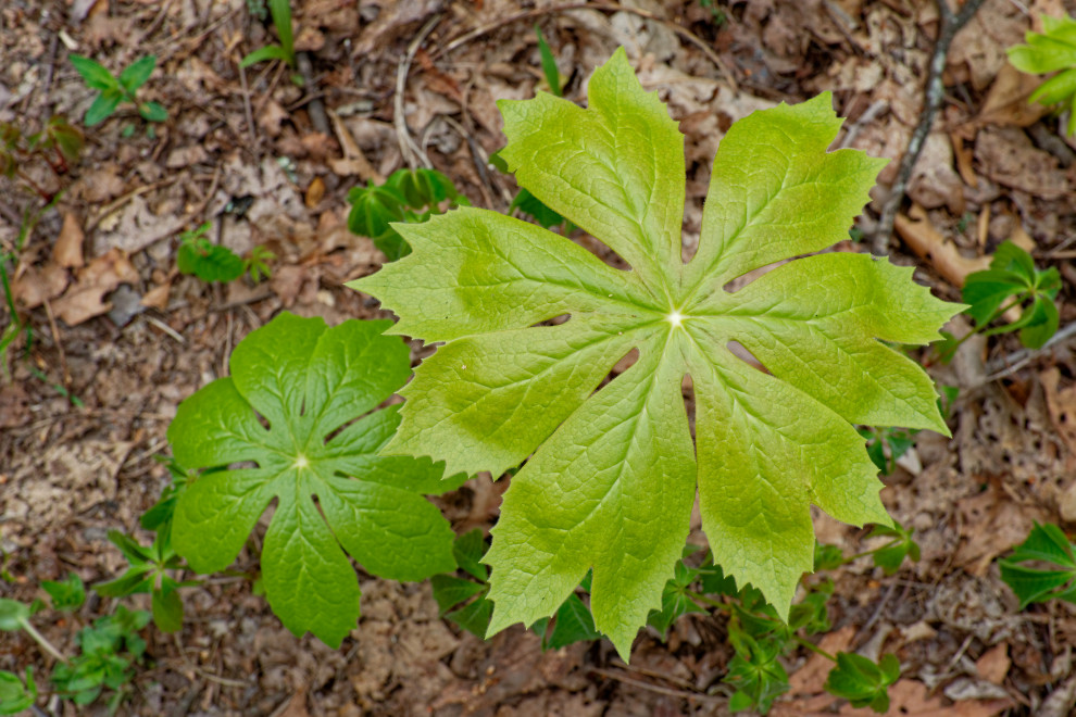 Native plants