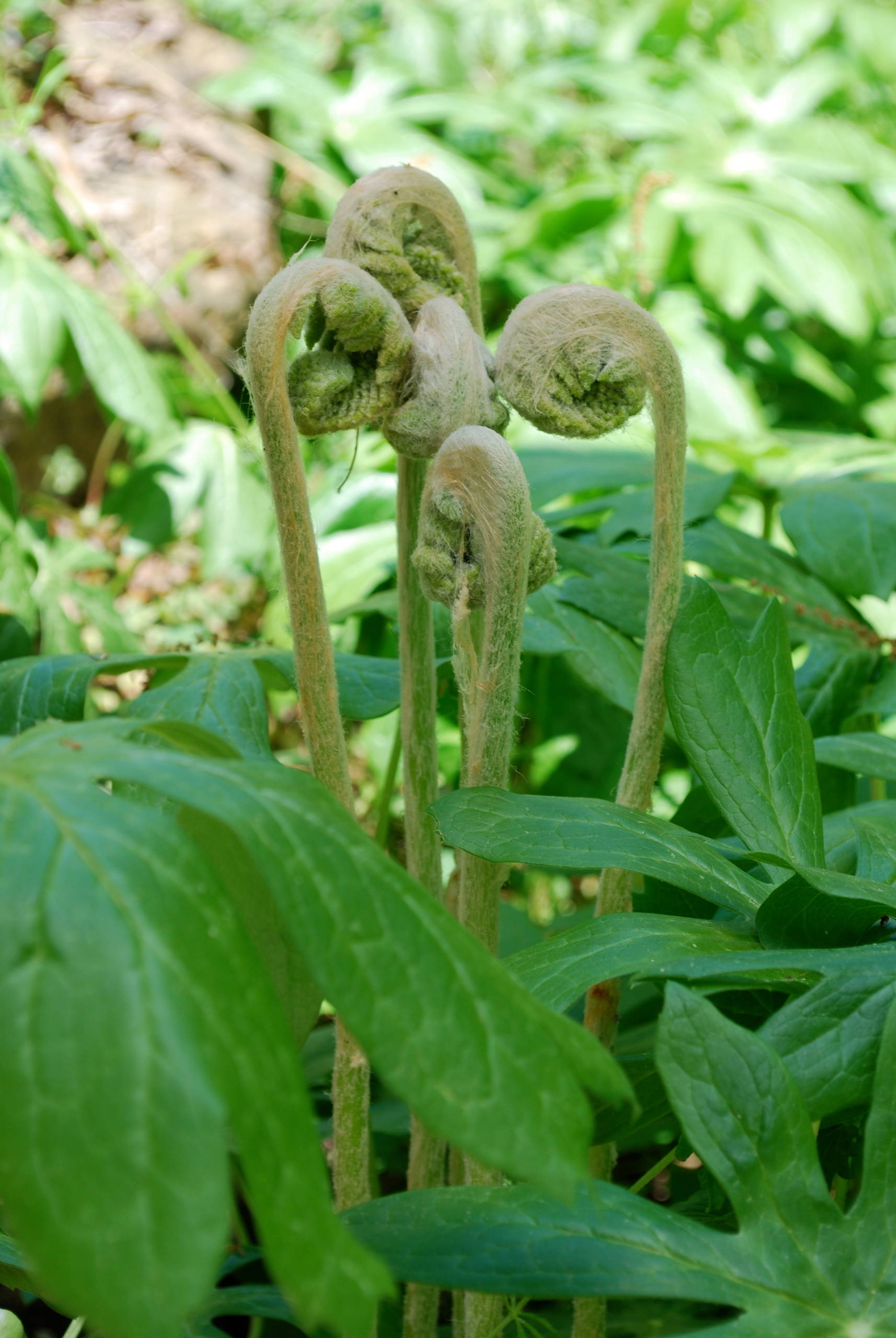 Fiddlehead ferns