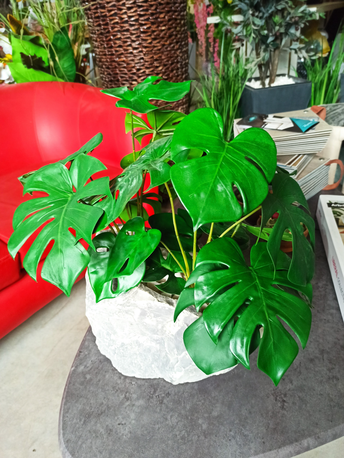 Монстера для частного интерьера