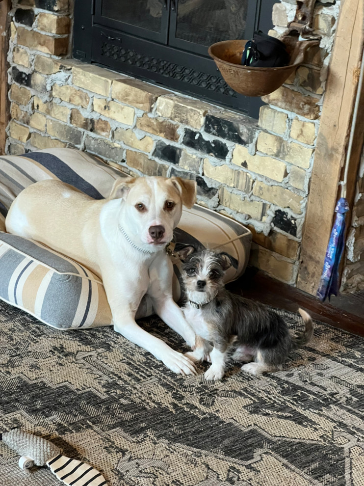 Shop Dogs