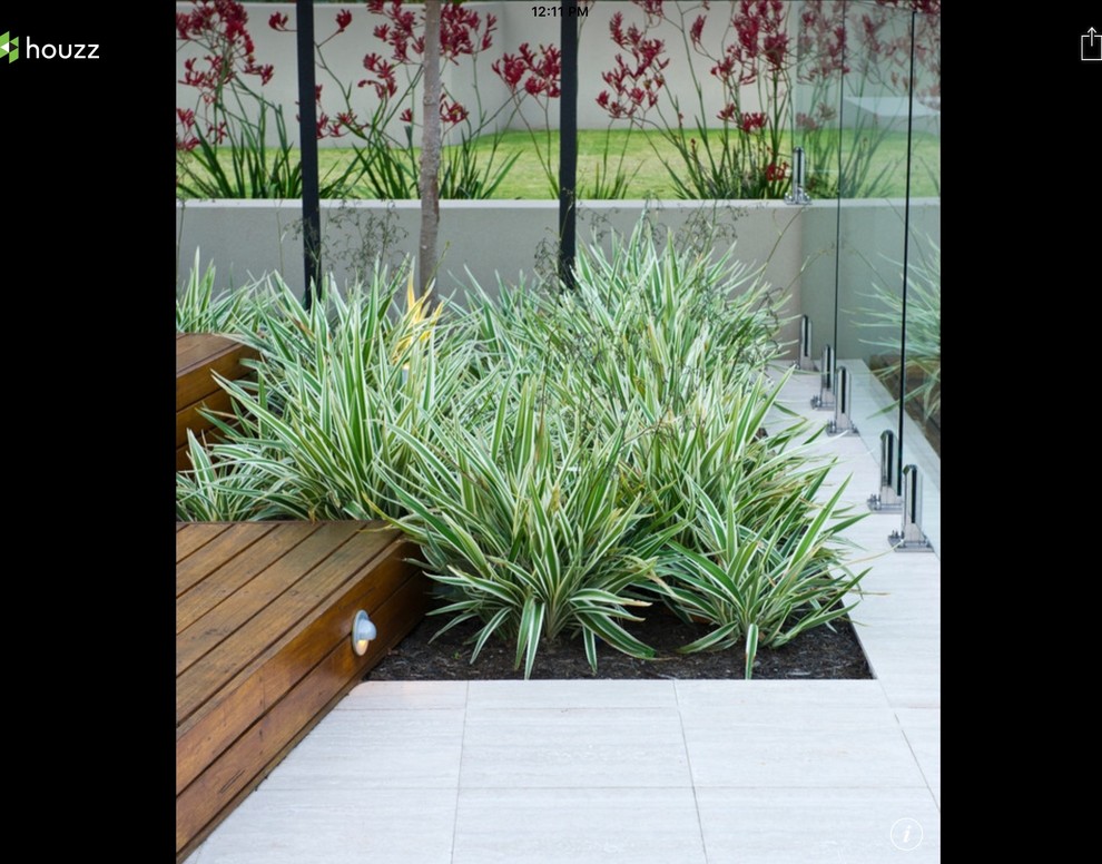 ADVICE NEEDED What hedge and underplanting to plant in the front yard