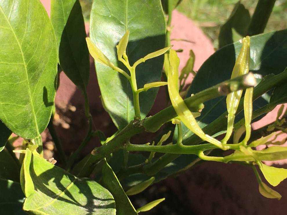 What's wrong with my mandarin tree?