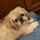 Last commented by VHShihTzu