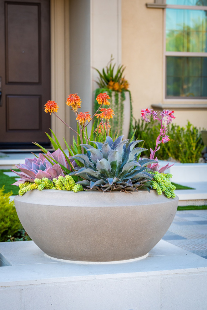 Esempio di un giardino xeriscape design esposto a mezz'ombra di medie dimensioni e davanti casa in primavera con un giardino in vaso e pavimentazioni in cemento