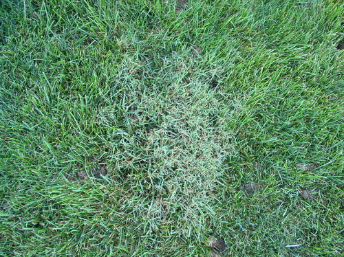 Weird spots on lawn