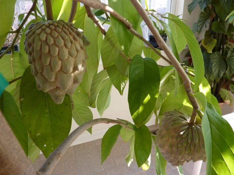 November Update of Tropical Fruit Trees